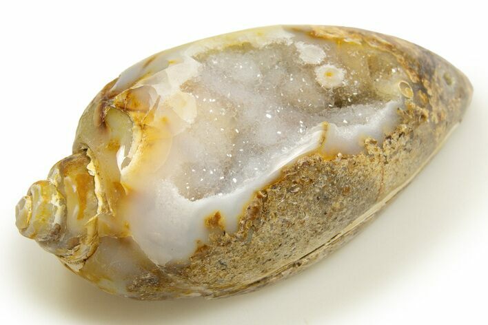 Chalcedony Replaced Gastropod With Sparkly Quartz - India #318715